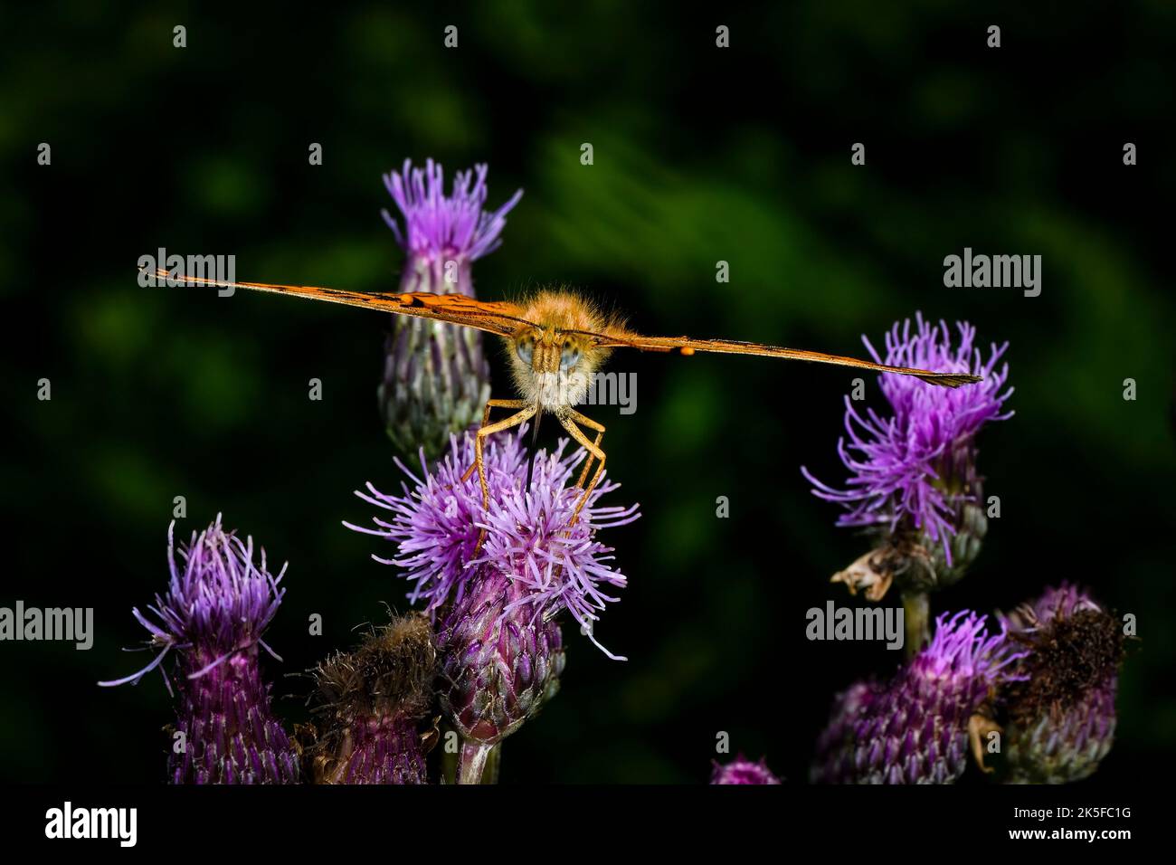 Piccola perla-delimitata Fritillary Foto Stock