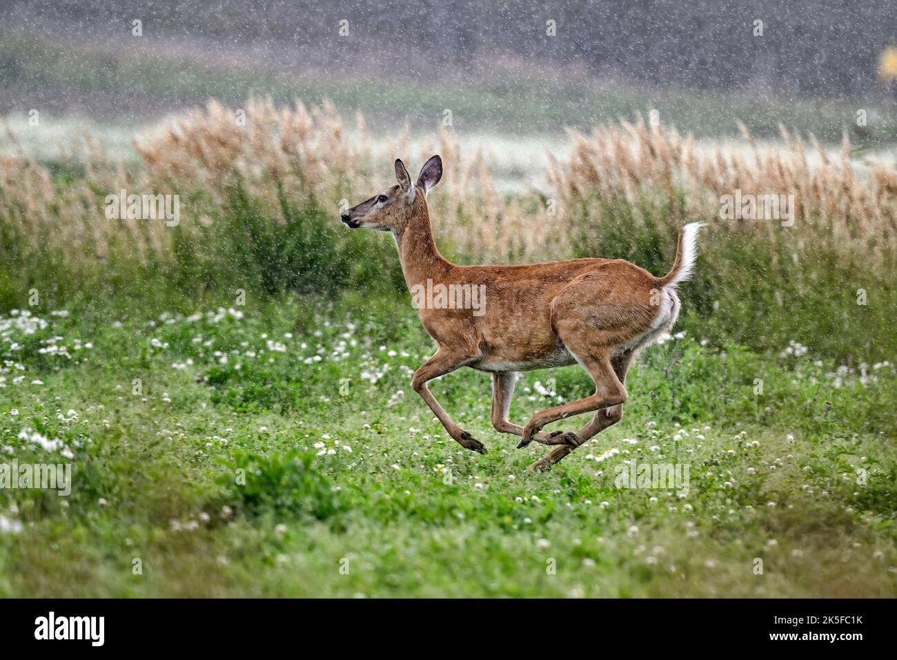 I cervi dalla coda bianca corrono in forte pioggia Foto Stock