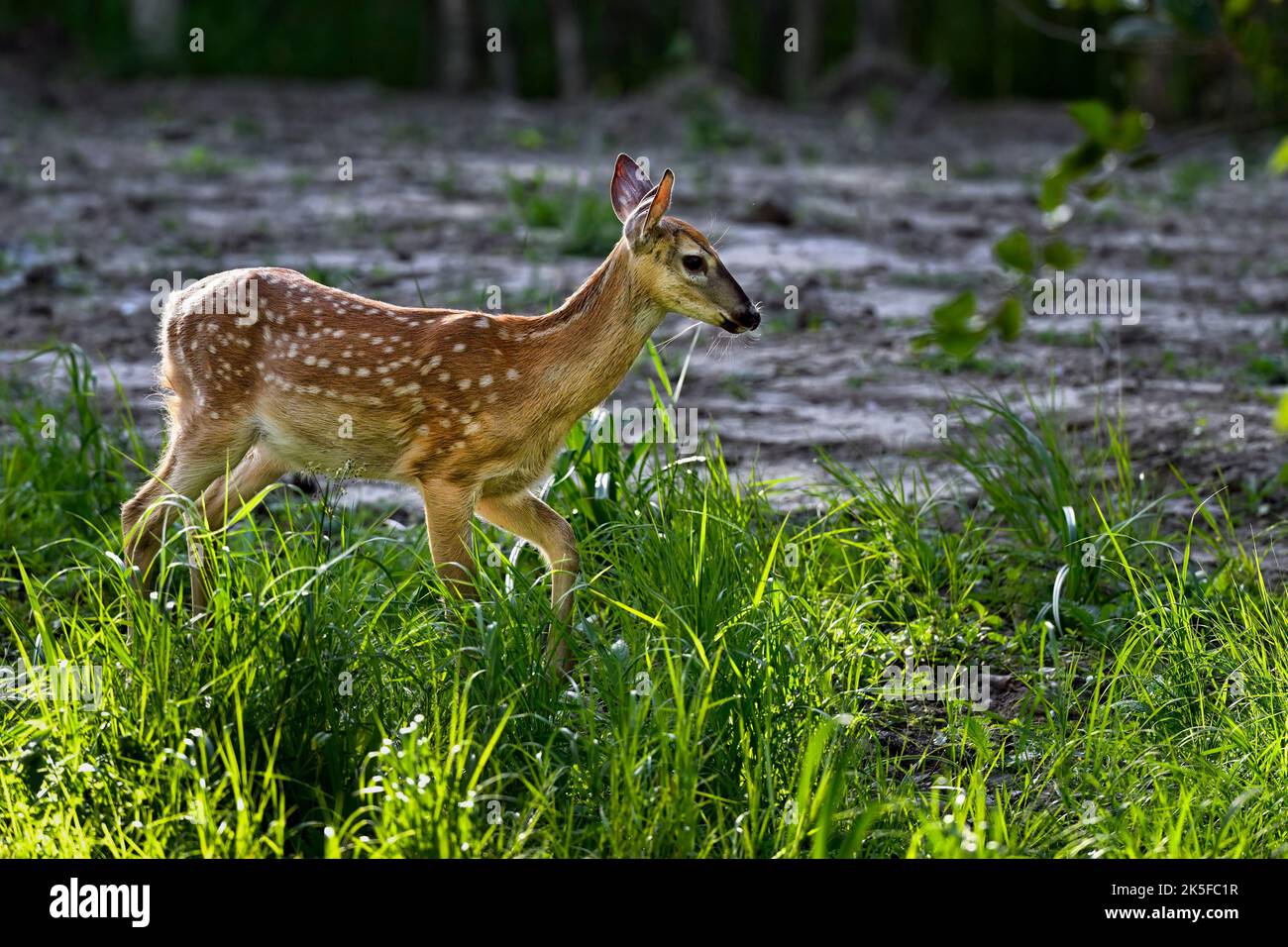 White-Tailed Deer Fawn nella foresta. Foto Stock