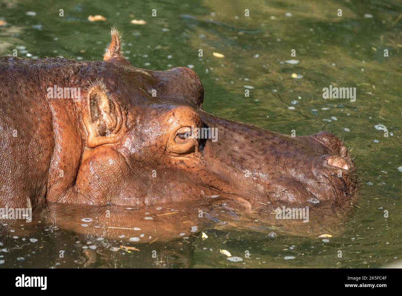 Testa di un ippopotamo (ippopotamo anfibio) semi-sommerso in acqua. L'ippopotamo è un grande mammifero semiacquatico originario dell'Africa subsahariana. Foto Stock