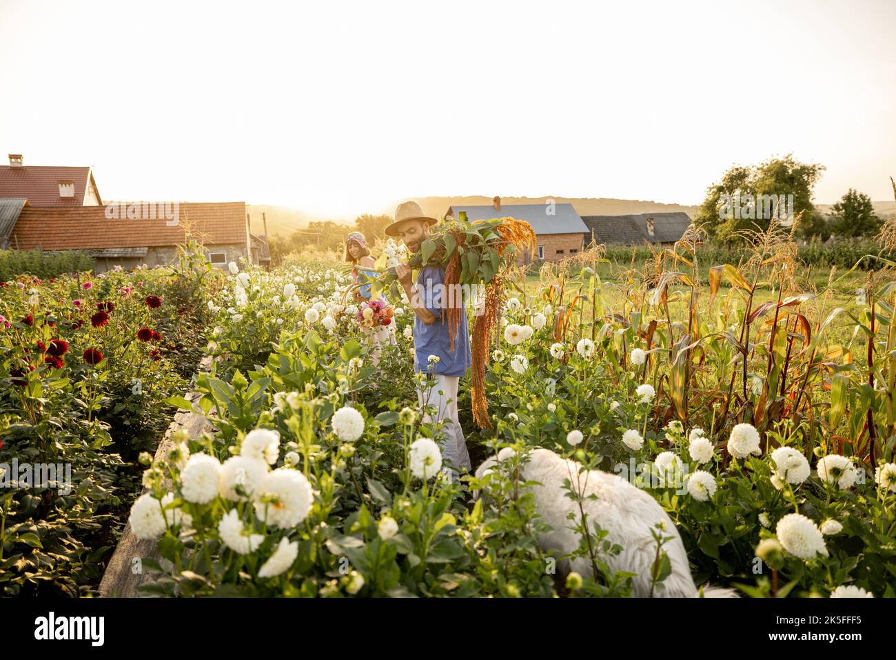 I lavoratori agricoli portano molti fiori appena raccolti in fattoria Foto Stock