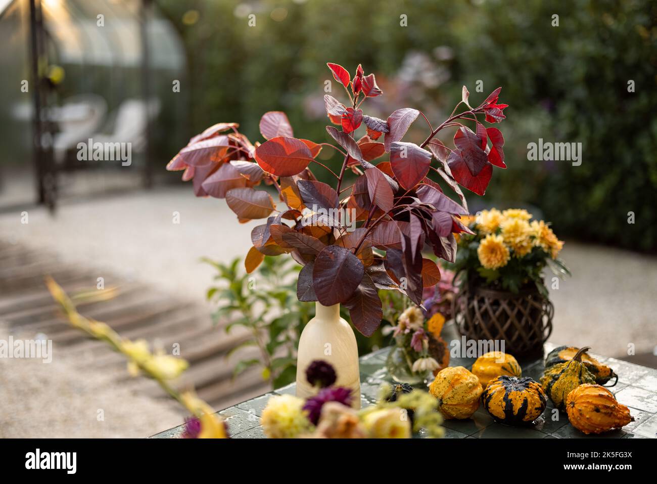 Belle piante autunnali e fiori nel cortile Foto Stock