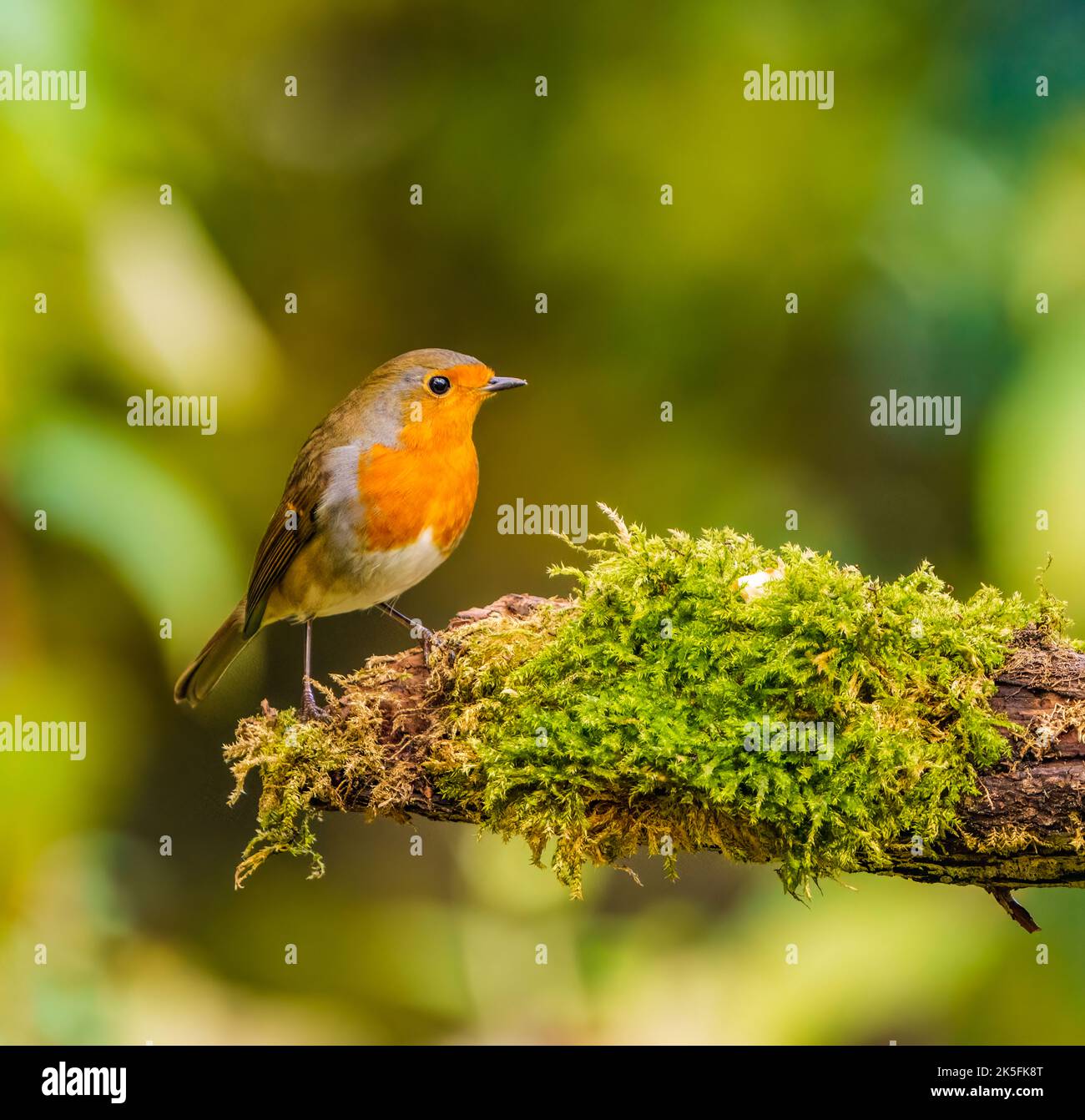 Inglese Robin nel Cotswolds Garden Foto Stock