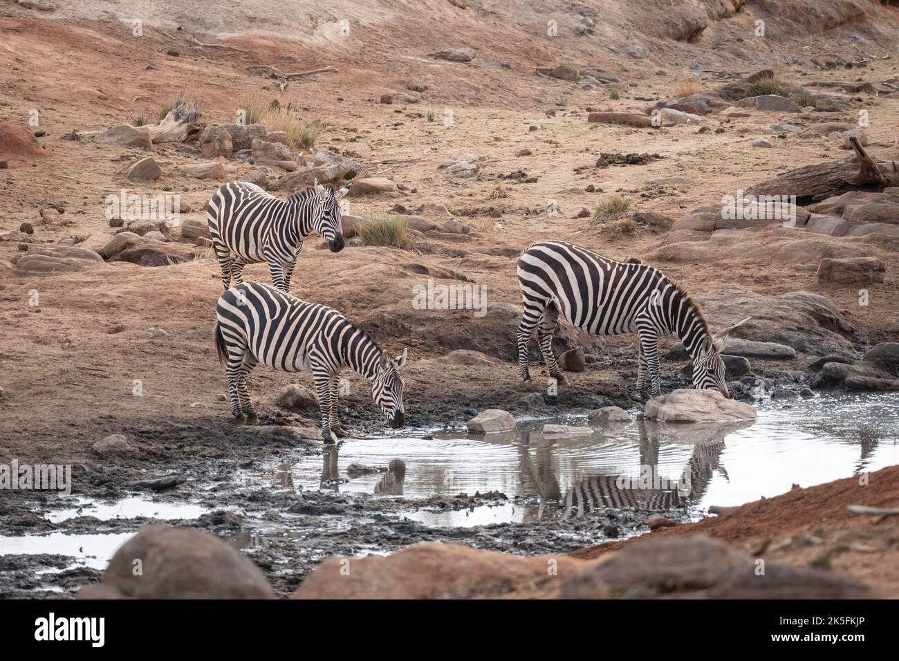 Zebra comune, Quagga Equus, bohehmi, Parco Nazionale Tsavo Est, Kenya, Africa Foto Stock