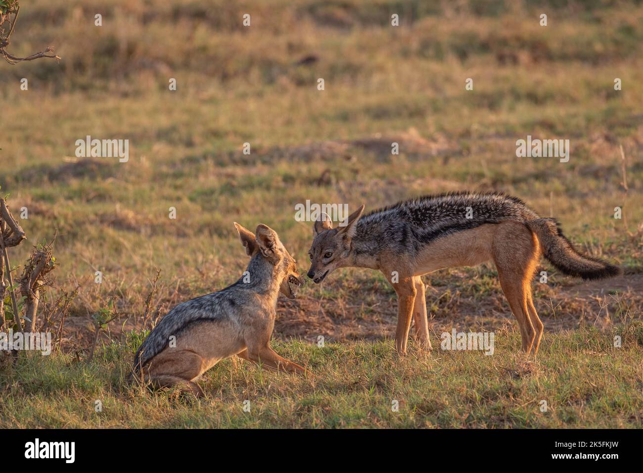 Black-Baked Jackal, Canis mesomelas, Canidae, Tsavo East National Park, Kenya, Africa Foto Stock