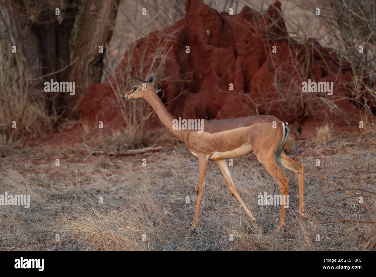 Gerenuk, Litocranius welleri, Bovidae, Parco Nazionale di Tsavo Est, Kenya, Africa Foto Stock