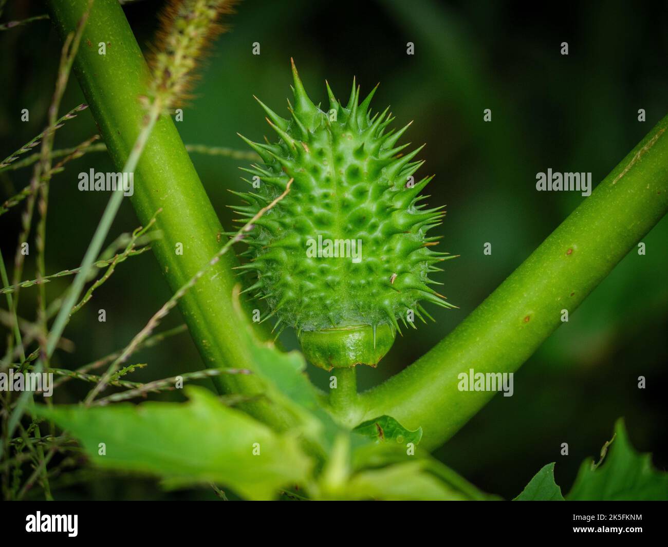 Primo piano di un Jimsonweed (stramonio di Datura) Foto Stock