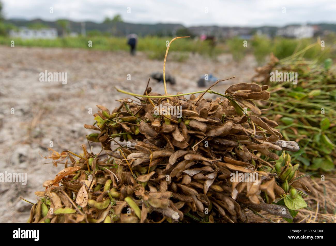 QIANDONGNAN, CINA - 8 OTTOBRE 2022 - i villagers raccolgono i fagiolini verdi in un campo nella prefettura autonoma di Qiandongnan Miao e Dong, Guizhou fornisce Foto Stock