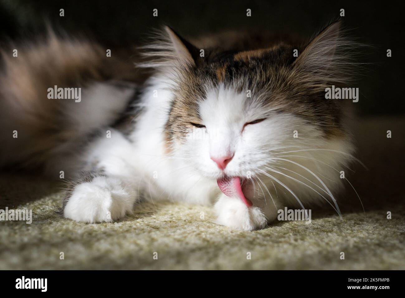 Il gatto soffice lecca i capelli con la lingua Foto Stock