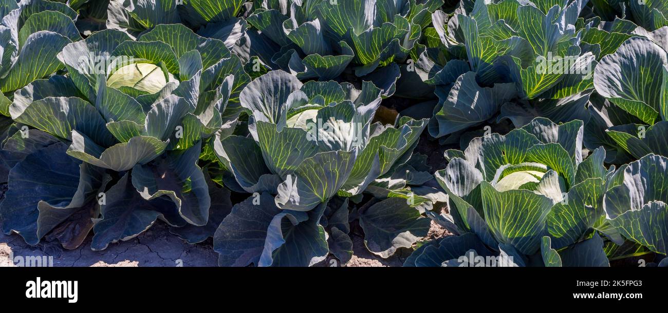 Campo arabile con diversi tipi di cavolo come il cavolo rosso, il cavolo verde e cavolfiore che crescono in diverse fasi in Olanda del Nord nei Paesi Bassi Foto Stock