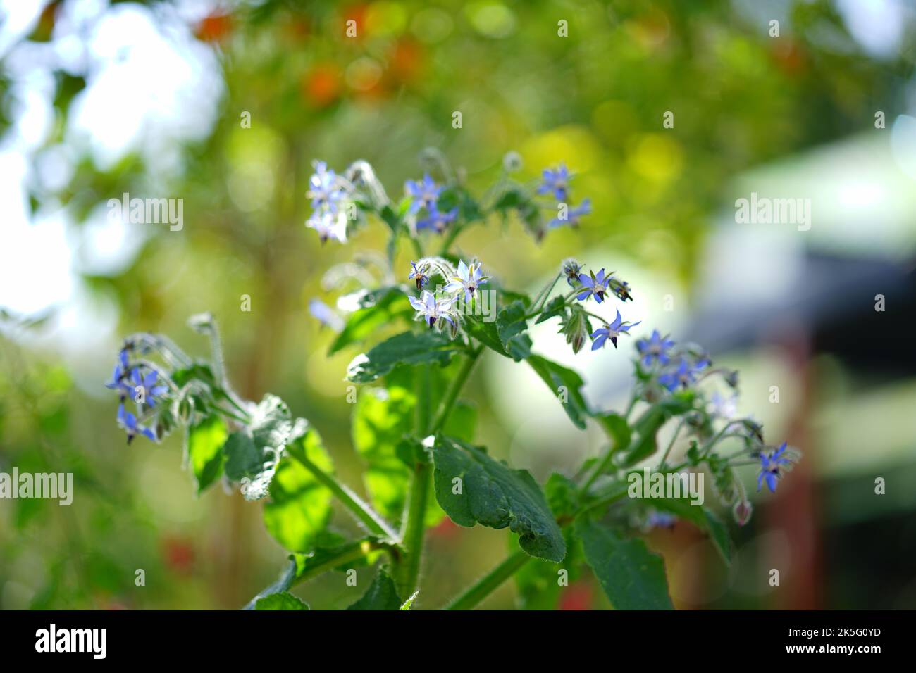 Fiori blu Foto Stock