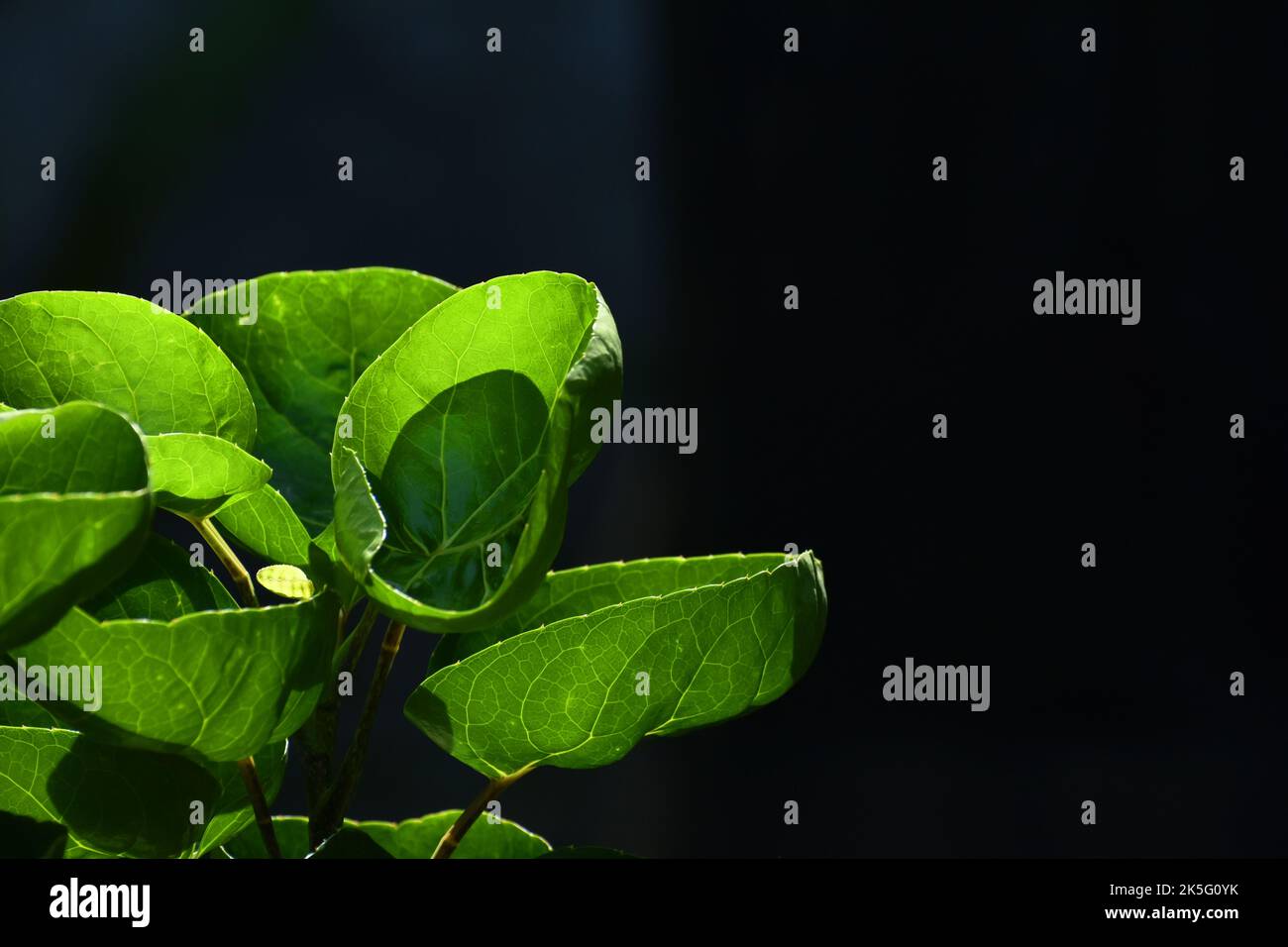 Ciotola a forma di foglie di prugna aralia su sfondo scuro. Foto Stock