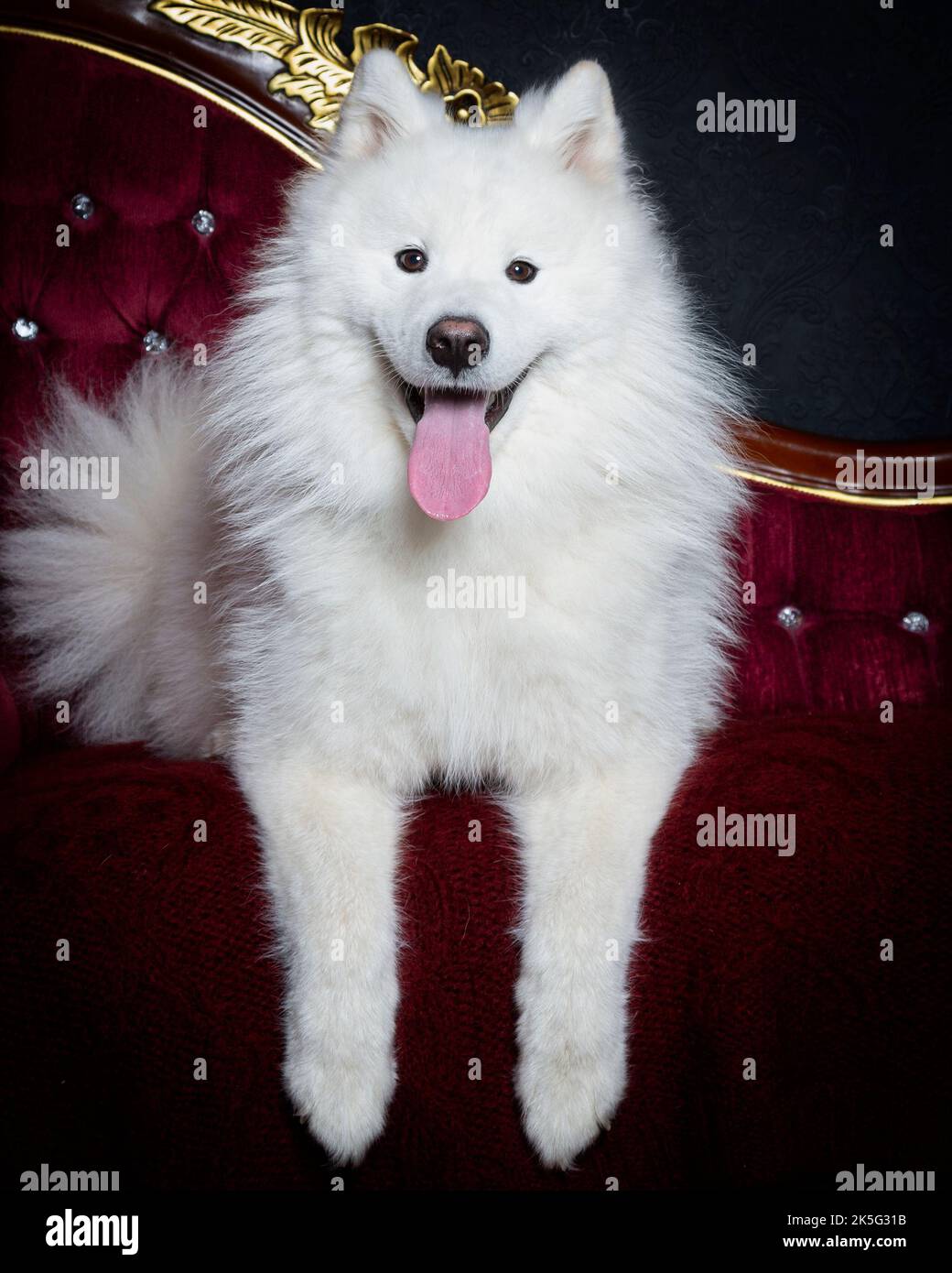 PET Samoyed Dog sdraiato su una profonda Chaise rossa con un cappotto bianco soffice Foto Stock