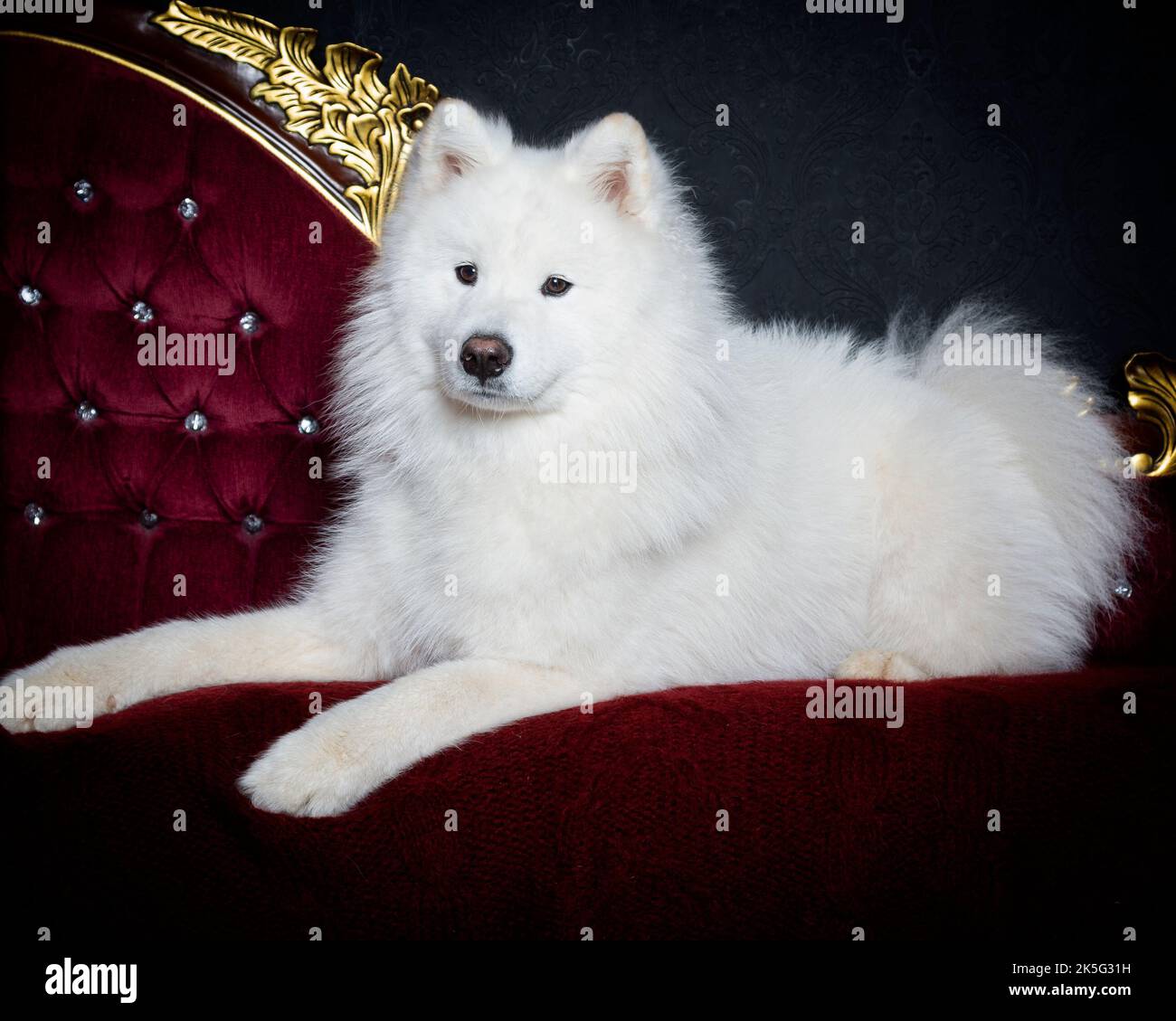 PET Samoyed Dog sdraiato su una profonda Chaise rossa con un cappotto bianco soffice Foto Stock