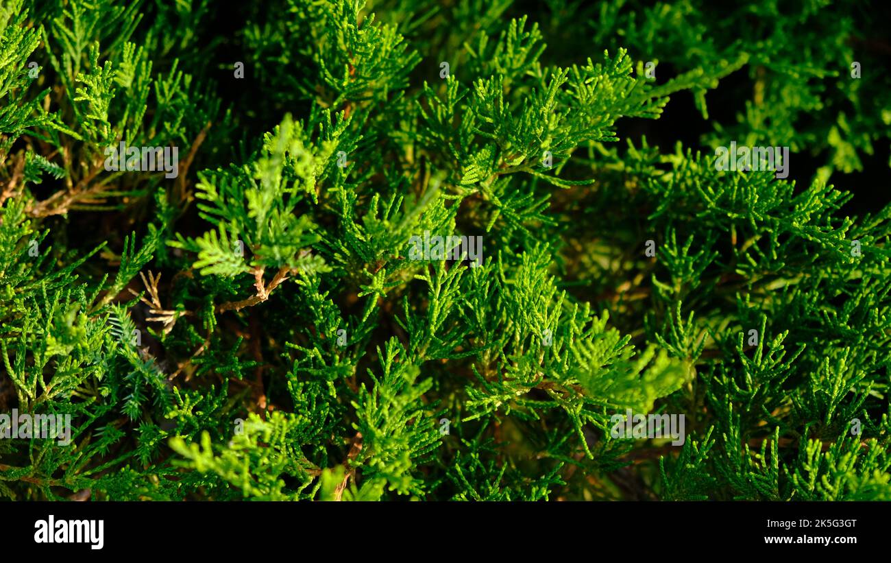 Belle foglie verdi fresche di Juniper Cossack - Juniperus sabina, è arbusto di conifere. Foto Stock