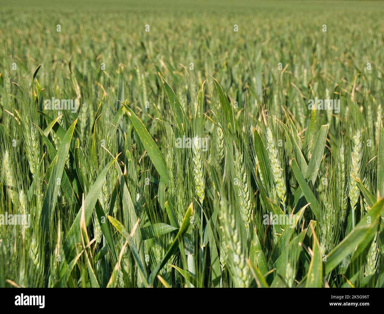 Spighe di grano in crescita, con una profondità di campo stretta e sfondo sfocato. Foto Stock