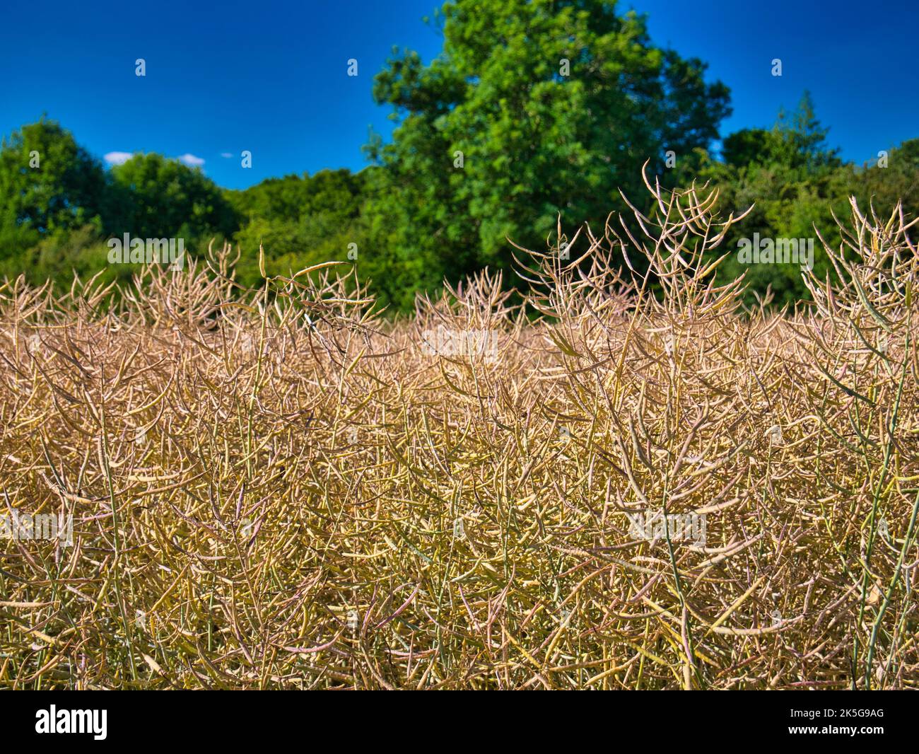 Un campo di colza marrone, essiccata prima della raccolta. In una giornata di sole in estate con un cielo azzurro chiaro. Foto Stock