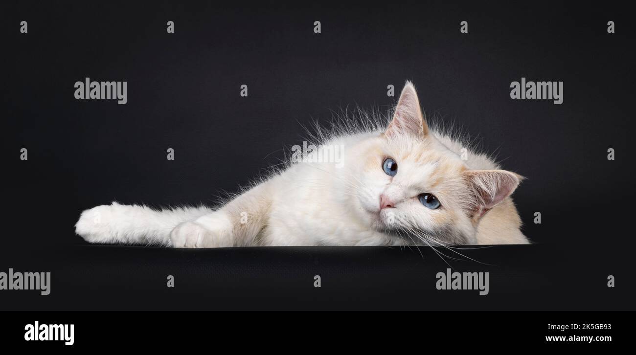 Grazioso giovane gatto Ragdoll tortie blu, adagiato sul lato rivolto verso la parte anteriore. Guardando verso la fotocamera con occhi blu. Isolato su sfondo nero. Foto Stock