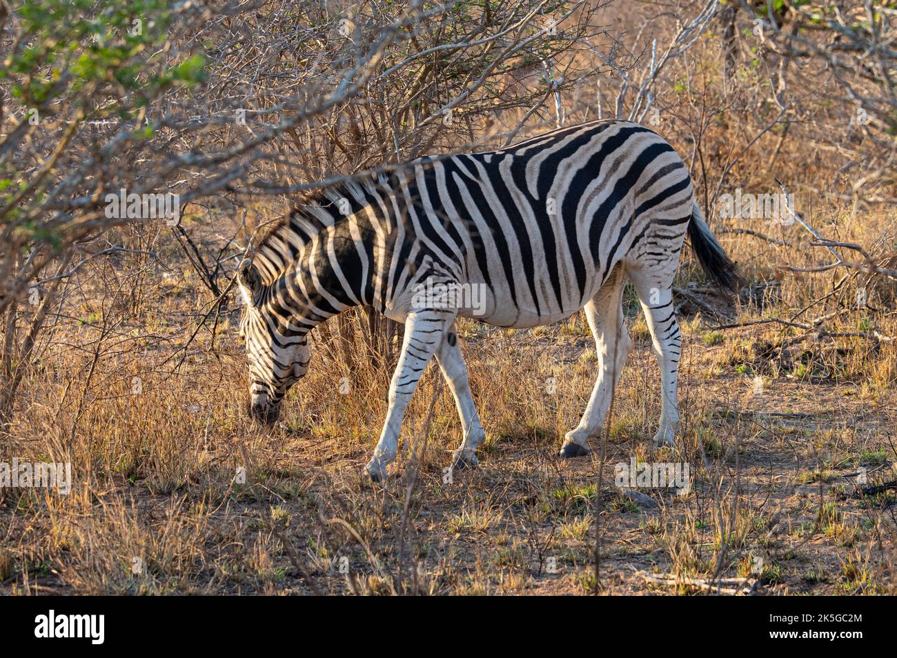 Il principale residente del Parco Nazionale di Kruger è la zebra pianeggiante, che può essere distinta dalla zebra montana dalle linee d'ombra tra Foto Stock