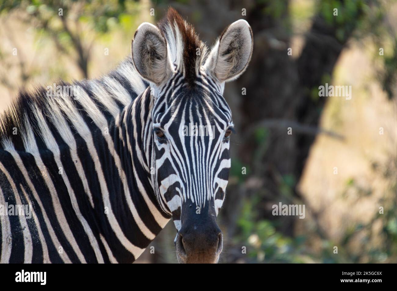 Il principale residente del Parco Nazionale di Kruger è la zebra pianeggiante, che può essere distinta dalla zebra montana dalle linee d'ombra tra Foto Stock