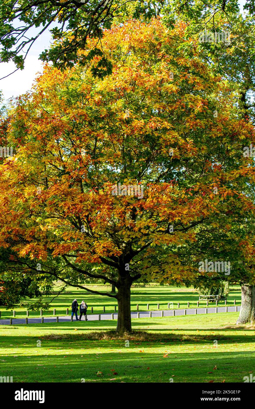 Dundee, Tayside, Scozia, Regno Unito. 8th ottobre 2022. UK Weather: Il nord-est della Scozia si crogiola nel glorioso sole di ottobre, con temperature che si aggirano intorno ai 16°C.. Gli alberi del Camperdown Park and Wildlife Centre di Dundee iniziano a diventare colori autunnali. I residenti locali e gli escursionisti di cani approfittano del bel tempo mentre trascorrono la giornata nel parco e ammirano il paesaggio autunnale. Credit: Dundee Photographics/Alamy Live News Foto Stock