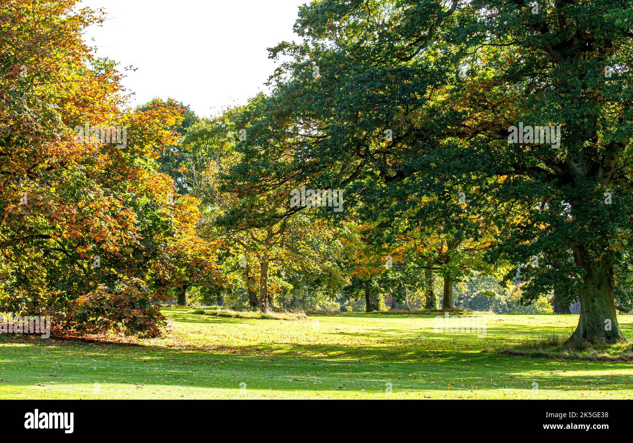 Dundee, Tayside, Scozia, Regno Unito. 8th ottobre 2022. UK Weather: Il nord-est della Scozia si crogiola nel glorioso sole di ottobre, con temperature che si aggirano intorno ai 16°C.. Gli alberi del Camperdown Park and Wildlife Centre di Dundee iniziano a diventare colori autunnali. I residenti locali e gli escursionisti di cani approfittano del bel tempo mentre trascorrono la giornata nel parco e ammirano il paesaggio autunnale. Credit: Dundee Photographics/Alamy Live News Foto Stock