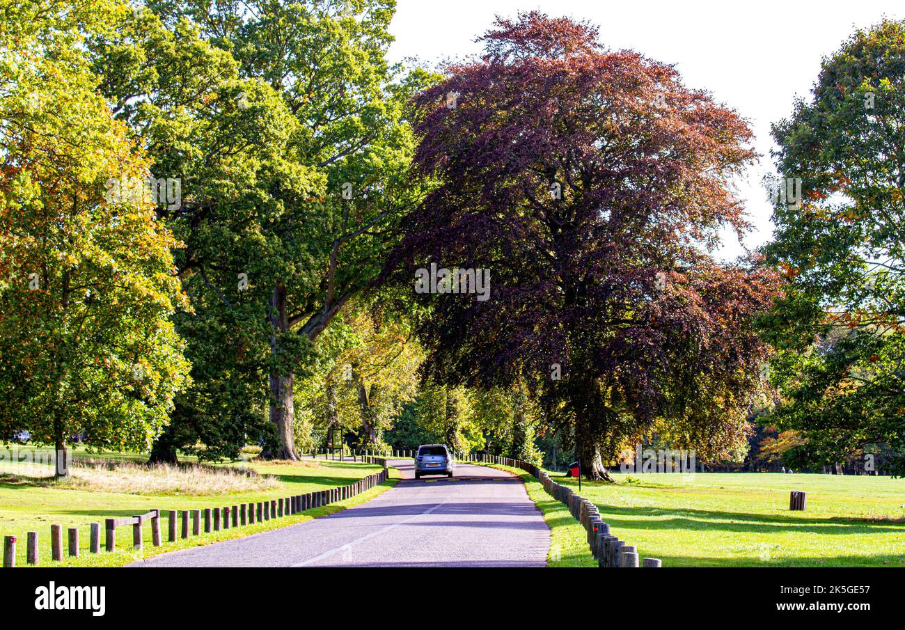 Dundee, Tayside, Scozia, Regno Unito. 8th ottobre 2022. UK Weather: Il nord-est della Scozia si crogiola nel glorioso sole di ottobre, con temperature che si aggirano intorno ai 16°C.. Gli alberi del Camperdown Park and Wildlife Centre di Dundee iniziano a diventare colori autunnali. I residenti locali e gli escursionisti di cani approfittano del bel tempo mentre trascorrono la giornata nel parco e ammirano il paesaggio autunnale. Credit: Dundee Photographics/Alamy Live News Foto Stock