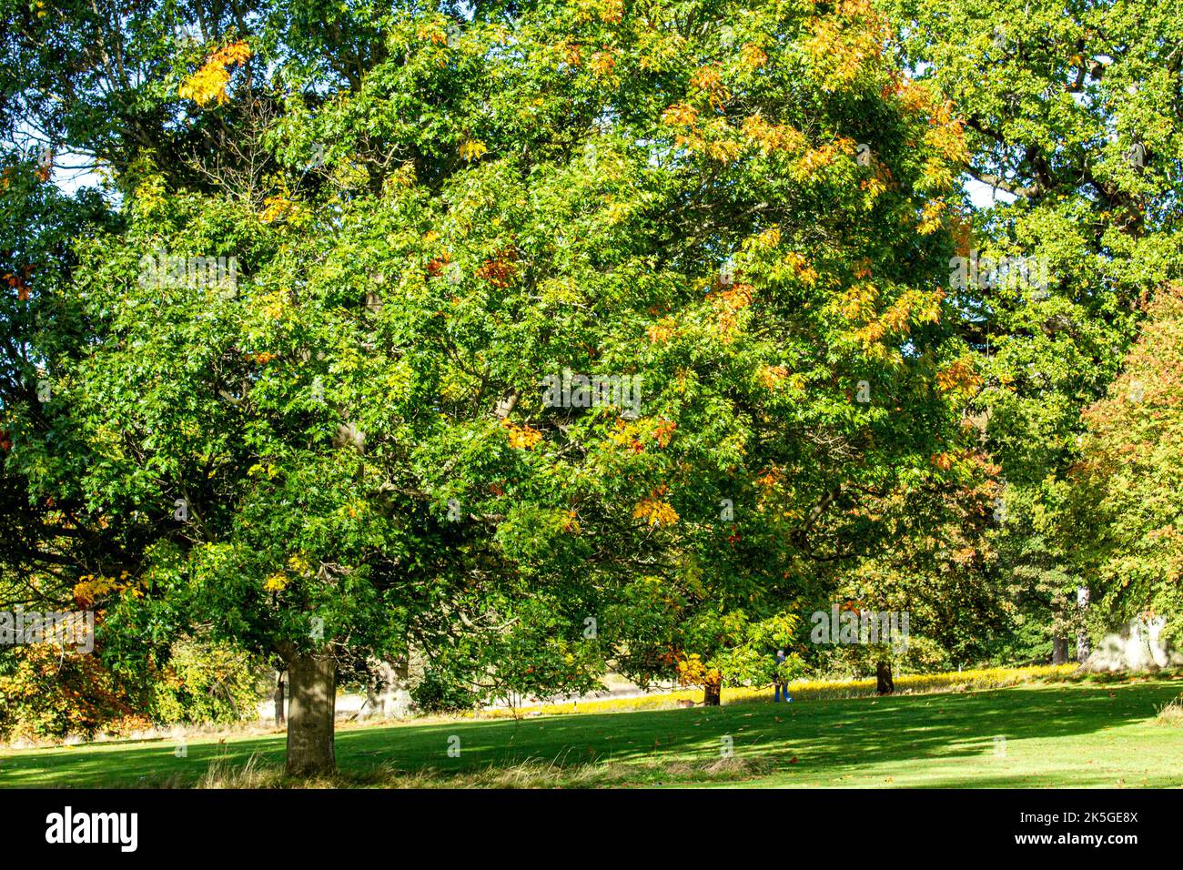 Dundee, Tayside, Scozia, Regno Unito. 8th ottobre 2022. UK Weather: Il nord-est della Scozia si crogiola nel glorioso sole di ottobre, con temperature che si aggirano intorno ai 16°C.. Gli alberi del Camperdown Park and Wildlife Centre di Dundee iniziano a diventare colori autunnali. I residenti locali e gli escursionisti di cani approfittano del bel tempo mentre trascorrono la giornata nel parco e ammirano il paesaggio autunnale. Credit: Dundee Photographics/Alamy Live News Foto Stock