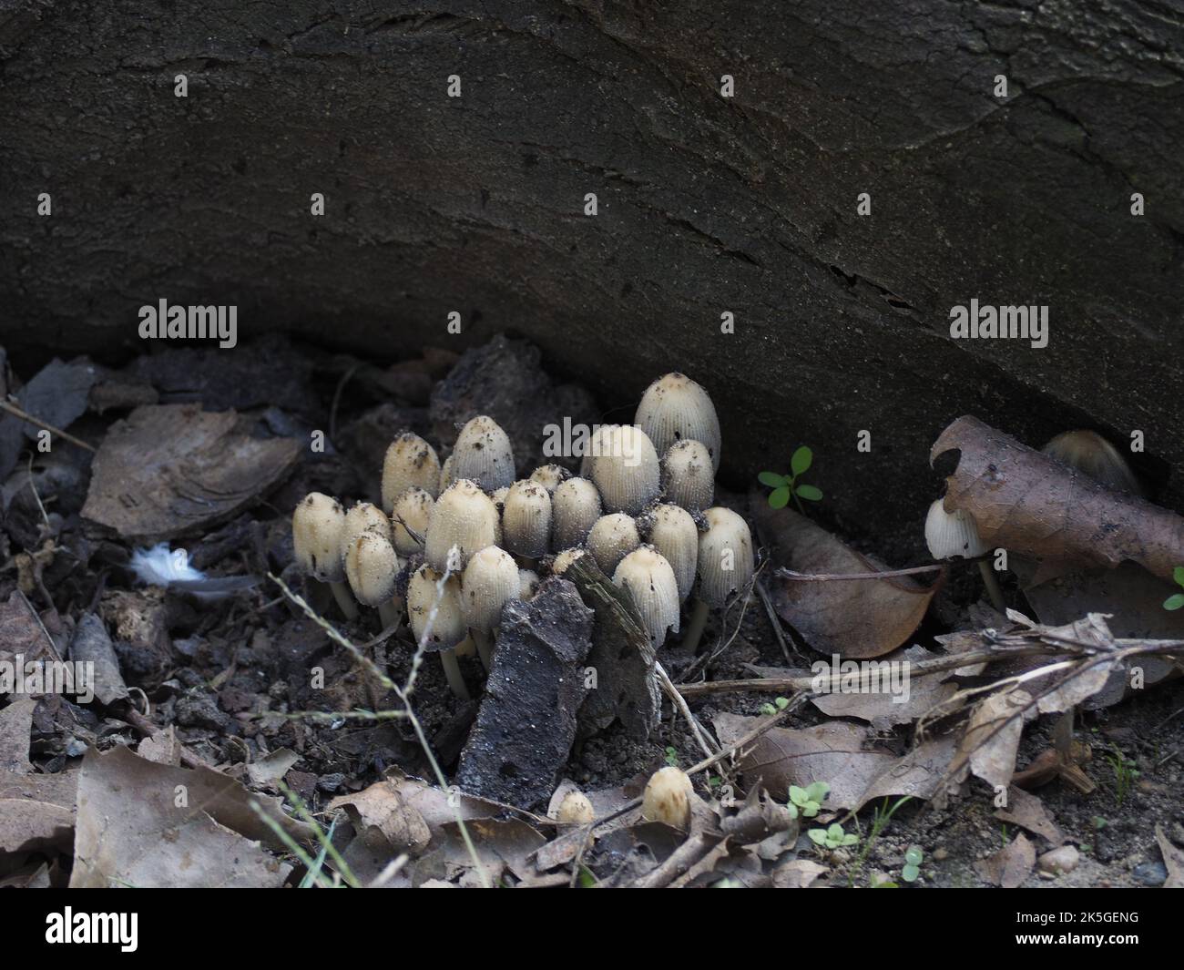 Funghi velenosi che crescono in una foresta ombreggiata. Concetto di veleno Foto Stock