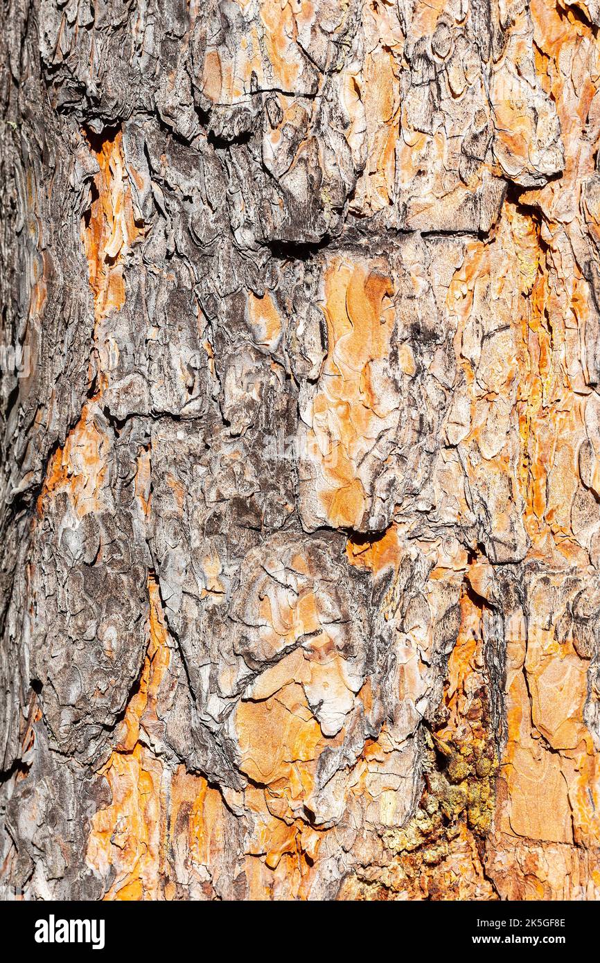 Struttura di corteccia di pino al sole, sfondo naturale astratto. Ecologia, conservazione delle foreste, concetto taiga. Schema ad albero naturale verticale. Foto Stock