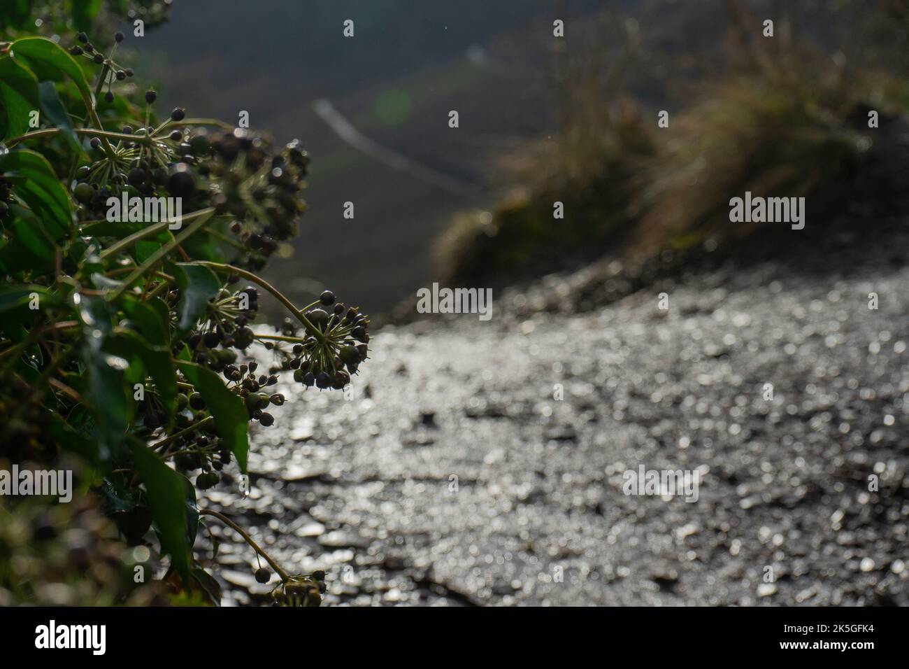 Un bel colpo una pianta di edera atlantica con un fiume che scorre sullo sfondo Foto Stock