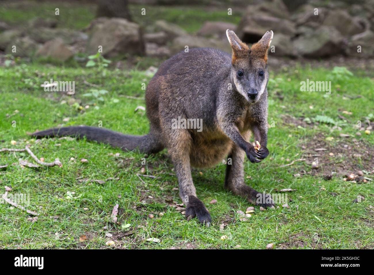 Wallaby il piccolo canguro mangiare e sedersi Foto Stock