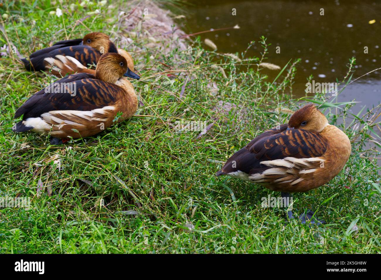 Fulvous anatra fischiante un piccolo uccello bicolore Dendrocygna seduto in erba Foto Stock