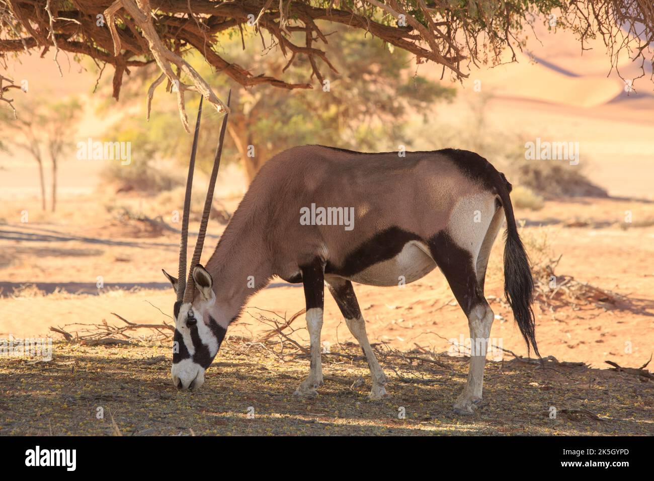 Gemsbok Orys che naviga sotto l'ombra di un albero in Sossusvlei, Namibia, Africa Meridionale Foto Stock