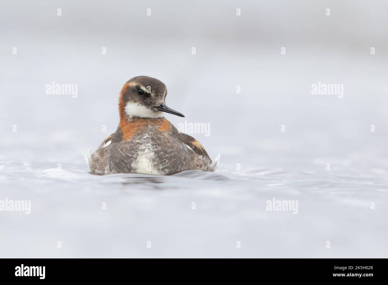 Phalarope dal collo rosso, Phalaropus lobatus, Islanda Foto Stock