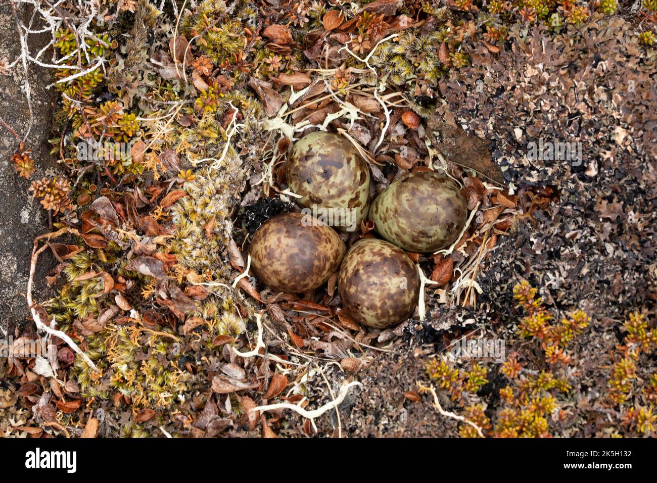 Nido e uova del Sandpiper Viola, Calidris maritima, Raufarhofn, Islanda Foto Stock