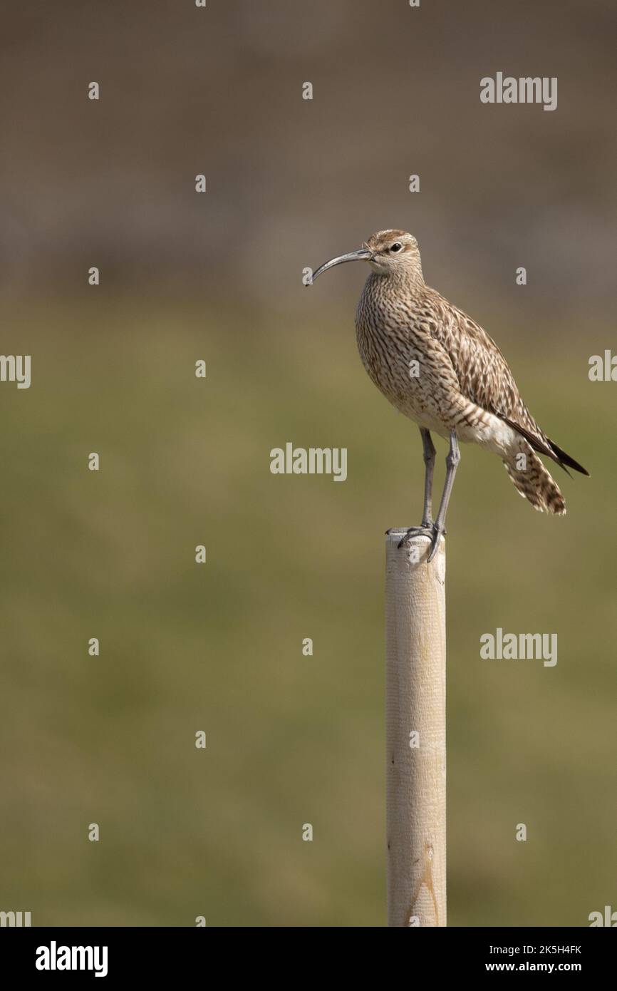 Eurasiatico o comune capriccio, Numenius phaeopus, Islanda Foto Stock