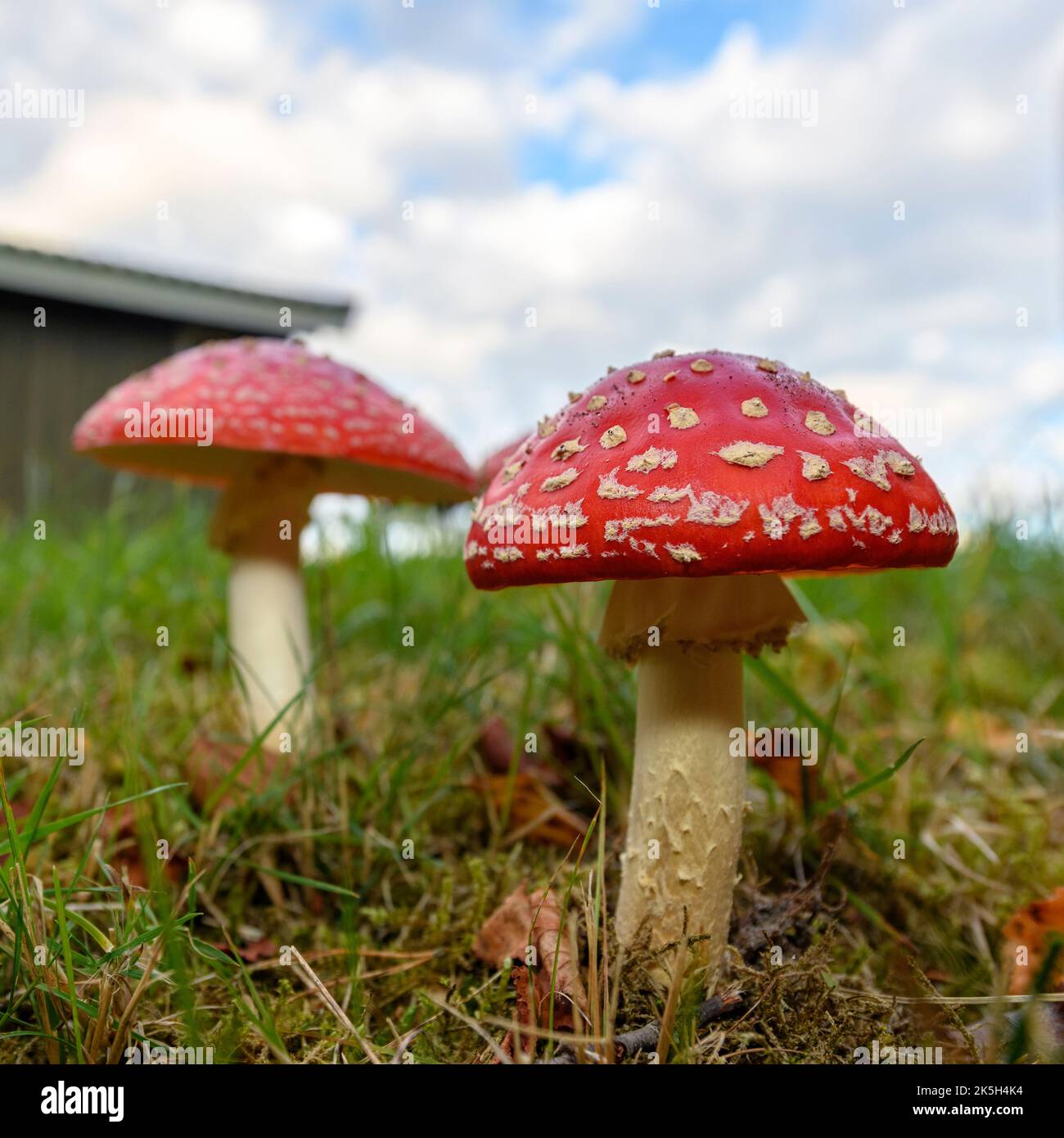 Vola Agaric (Amanita muscaria) da Vejlerne, Jylland settentrionale, Danimarca nel mese di settembre. Foto Stock