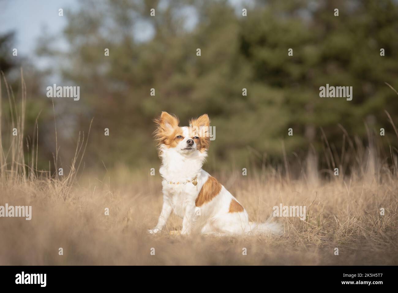 Primo piano di un Chihuahua (Canis familiaris) seduto in un campo Foto Stock