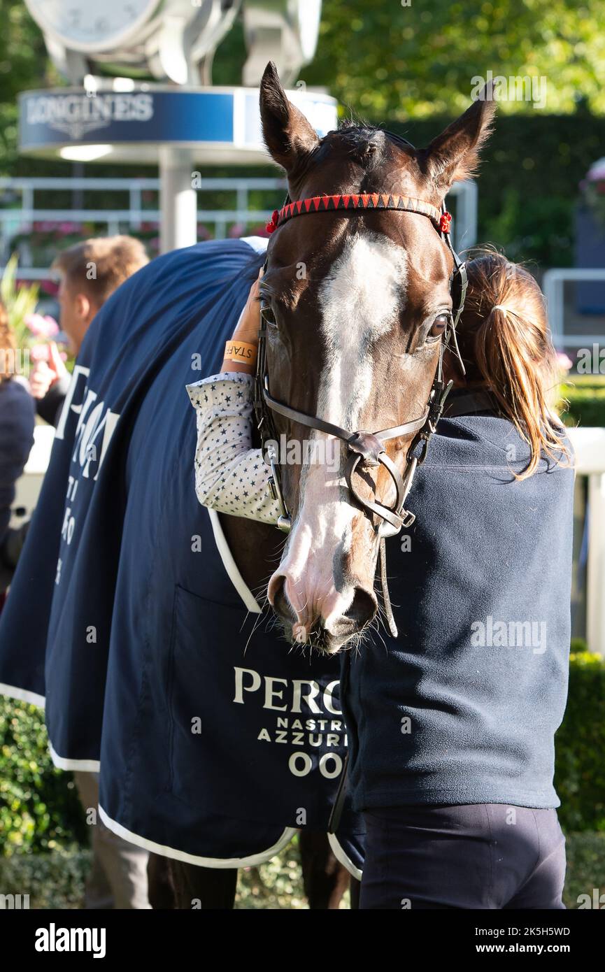 Ascot, Berkshire, Regno Unito. 1st ottobre 2022. Horse Dream Composer guidato dal jockey Mollie Phillips vince il Peroni nastro Azzurro handicap Stakes alle corse Ascot. Questa è stata la vittoria di Mollie nel 51st. Proprietario Peter Clarke Racing Partners. Allenatore James Evans, Kinnersley. Allevatore Khalifa Dasmal. Credito: Maureen McLean/Alamy Foto Stock