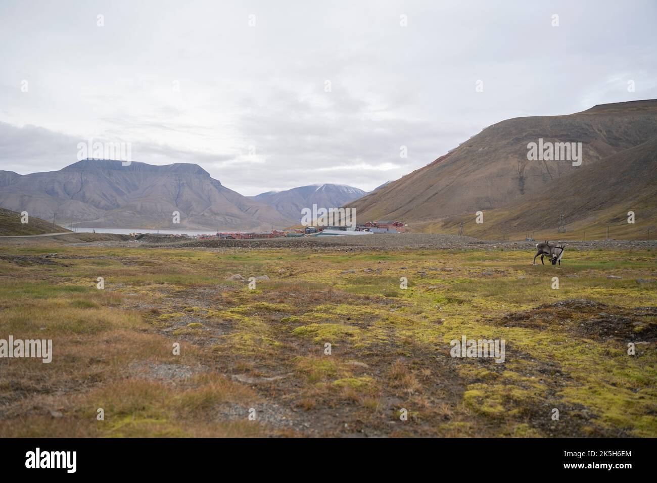 Renne che mangia erba in un campo verde a Longyearbyen, Isole Svalbard (Norvegia) Foto Stock