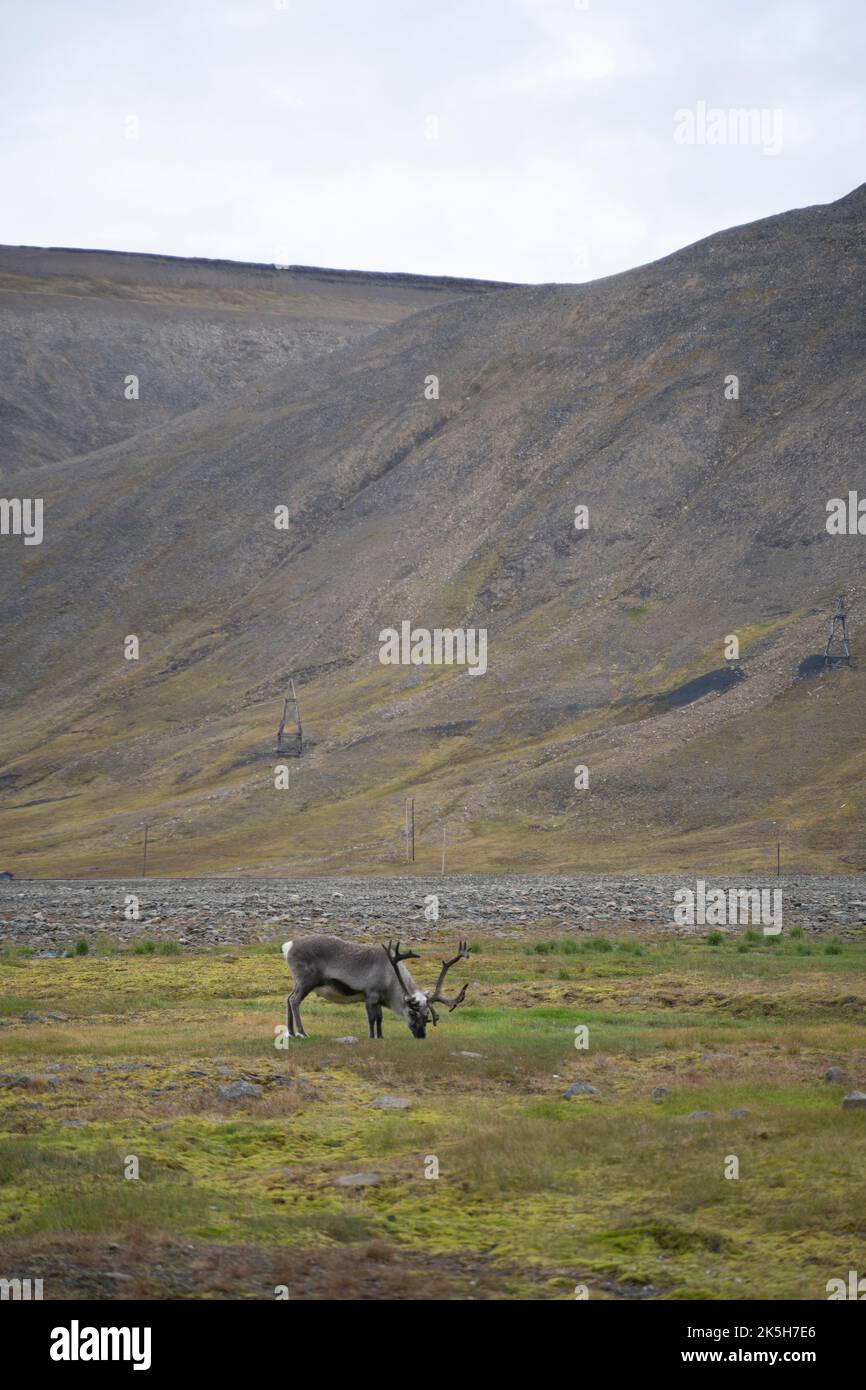 Renne che mangia erba in un campo verde a Longyearbyen, Isole Svalbard (Norvegia) Foto Stock