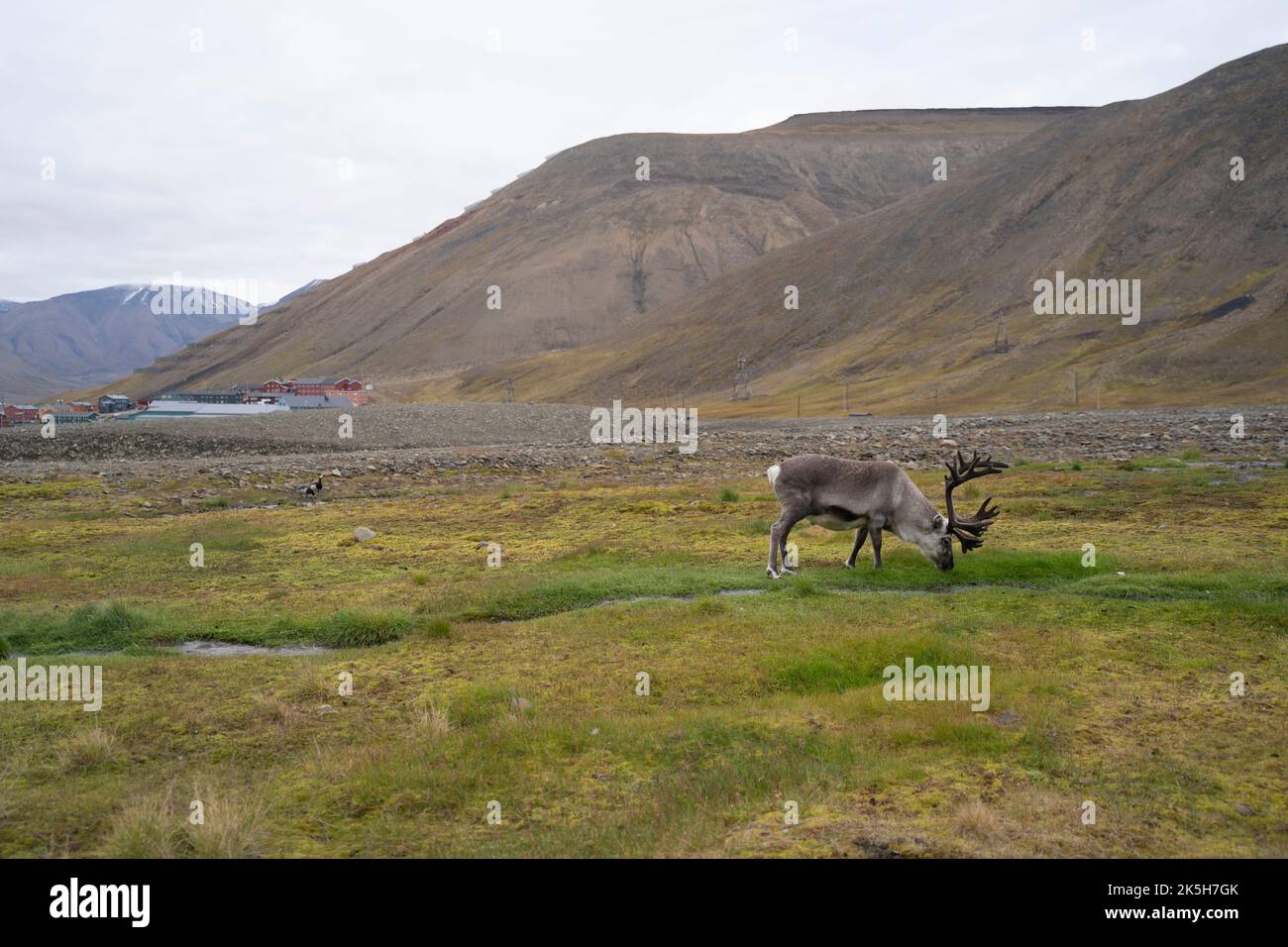 Renne che mangia erba in un campo verde a Longyearbyen, Isole Svalbard (Norvegia) Foto Stock