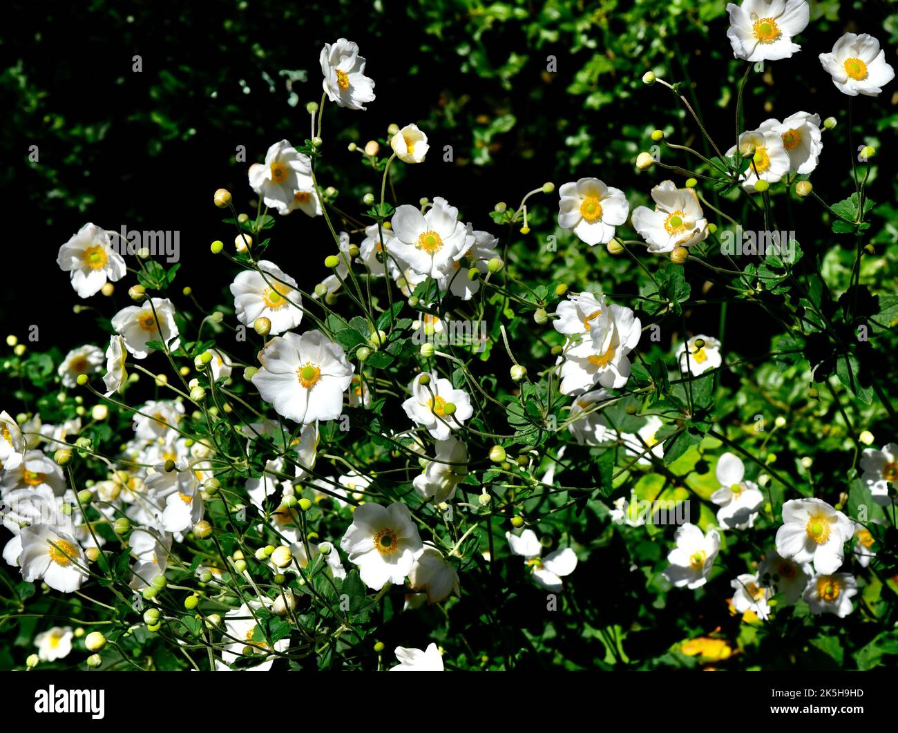 Un primo piano di fiori di anemone giapponese in una giornata di sole Foto Stock