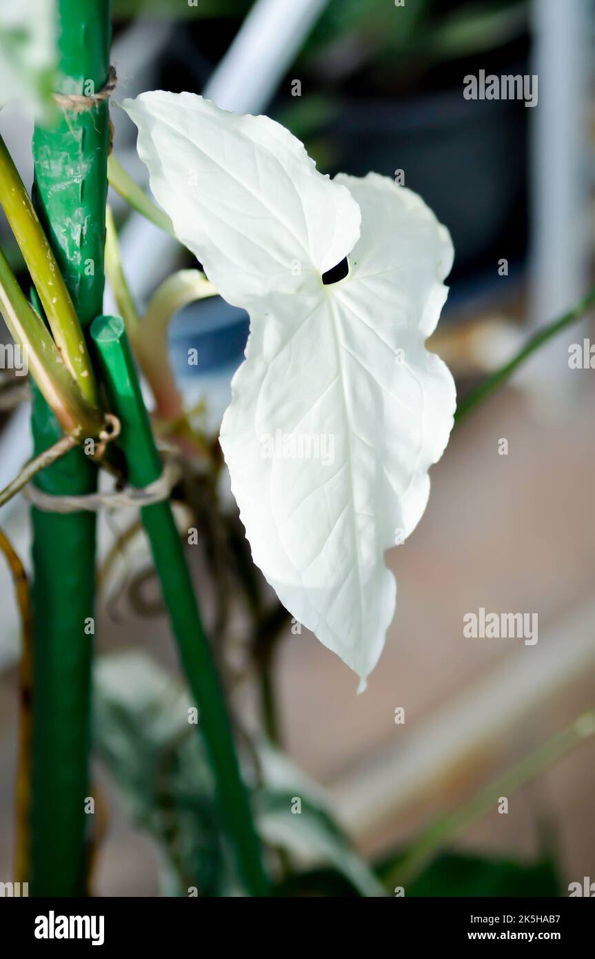 Syngonium podophyllum, Arrowhead Vine o pianta di Goosefoot o Araceae o foglia bianca o pianta variegata bicolore Syngonium o Syngonium Podophyllum Albo Foto Stock