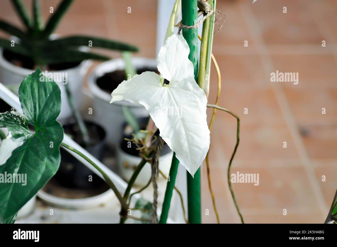 Syngonium podophyllum, Arrowhead Vine o pianta di Goosefoot o Araceae o foglia bianca o Syngonium Podophyllum Albo pianta variegata Foto Stock