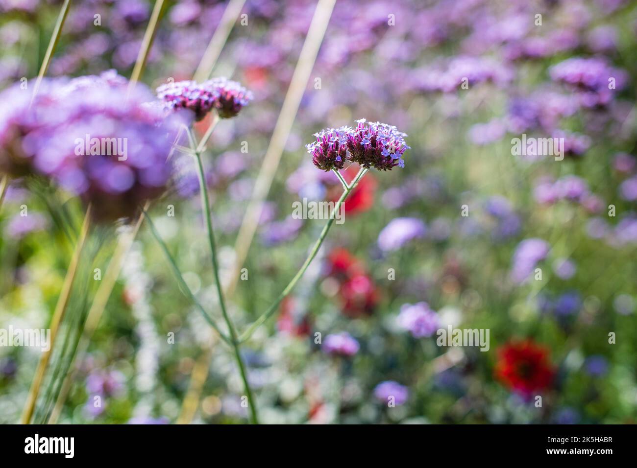 Immagine ravvicinata della bella cima viola, Un fiore estivo Verbena o bonariensis conosciuto anche come viola Vervain, viola-top o sudamericano Vervain. Foto Stock