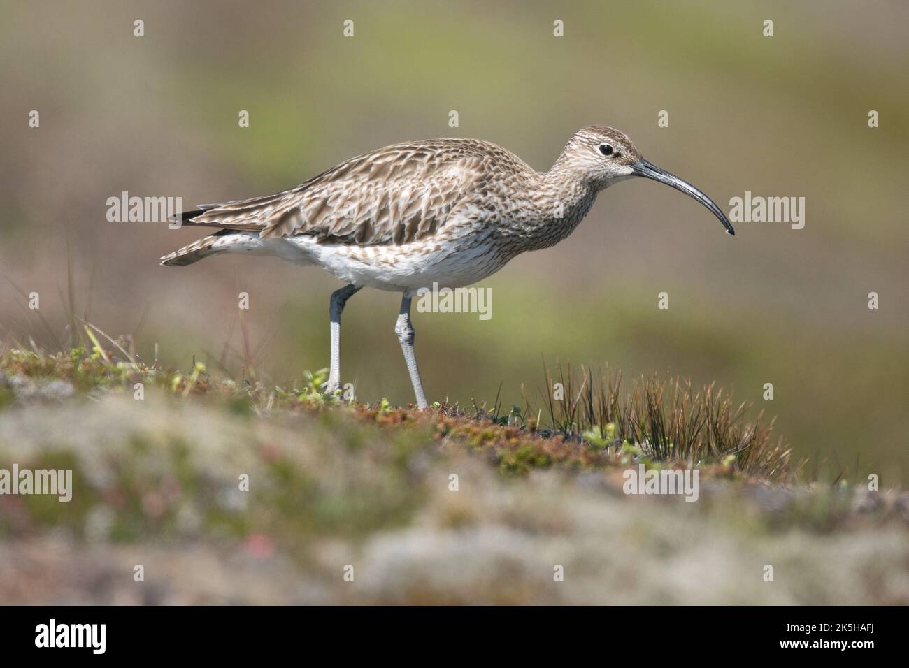 Whimbrel, Islanda, Foto Stock