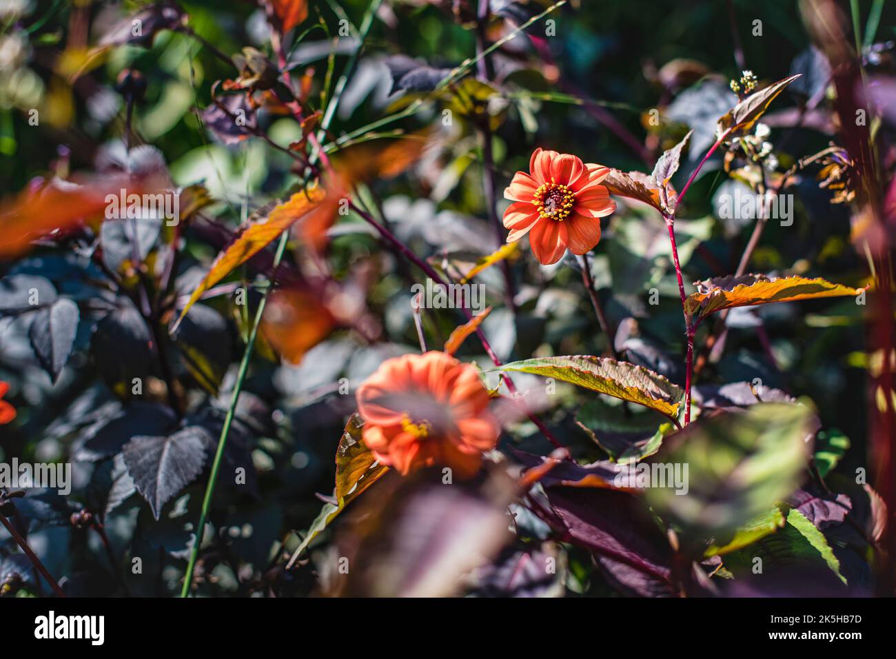 Bel fiore d'arancio in forte luce solare alla fine dell'estate Foto Stock