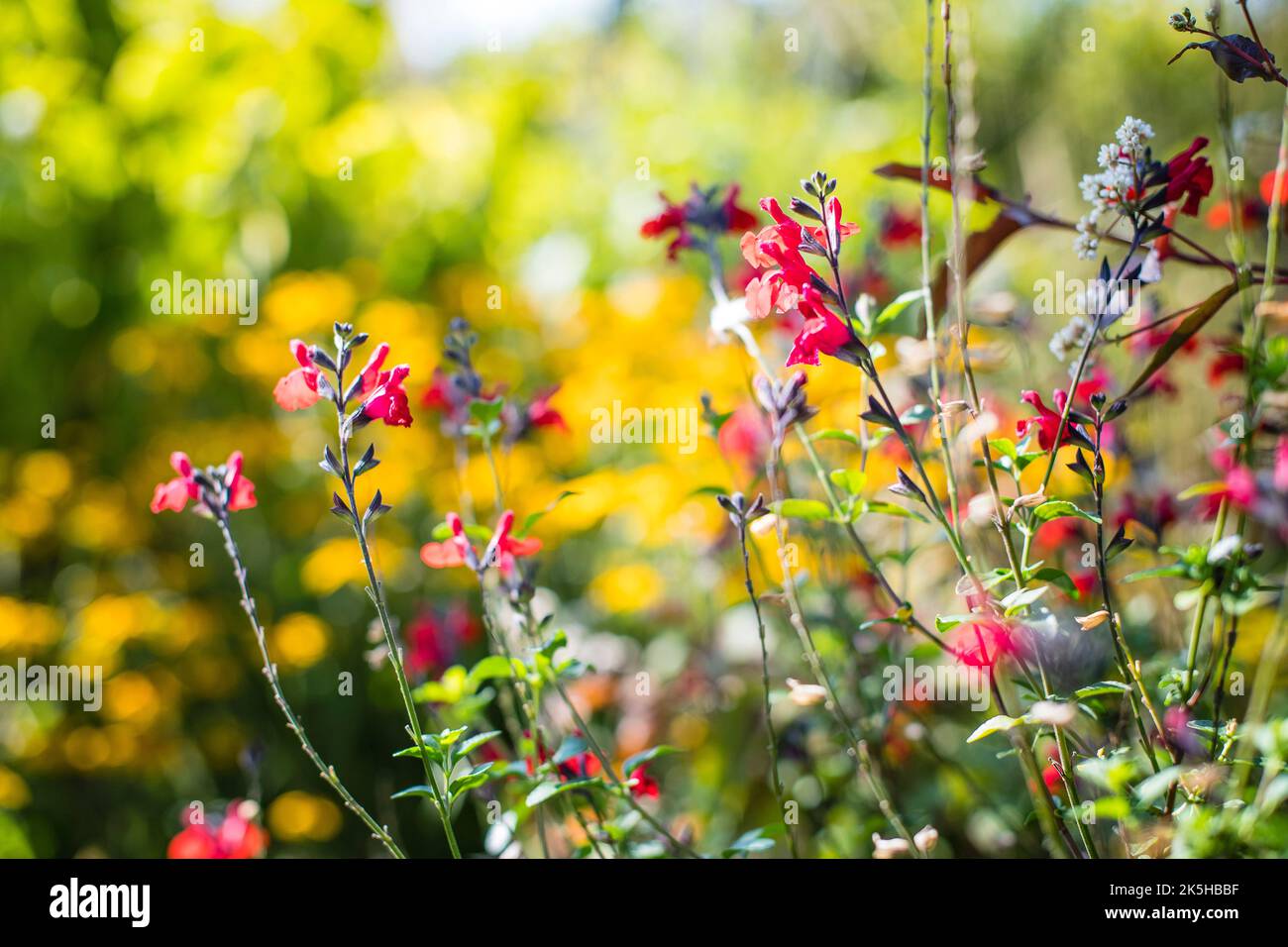 Pianta di saliva in luce di fine estate luminosa in un prato Foto Stock
